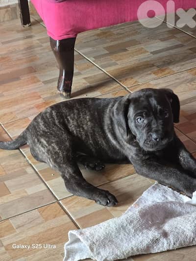 cane corso