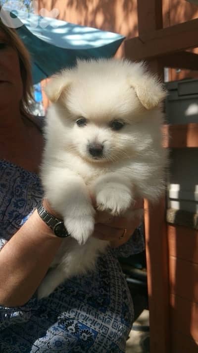 Pomeranian spitz puppies small size