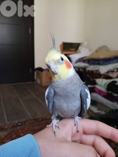 فرخ ذكر عمرو ٧ اشهر بياكل من التم  سوبر ترويض  + اقرا الdescription.