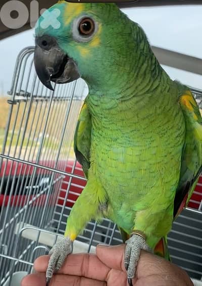 ببغاء امزوني بلوفرنتد