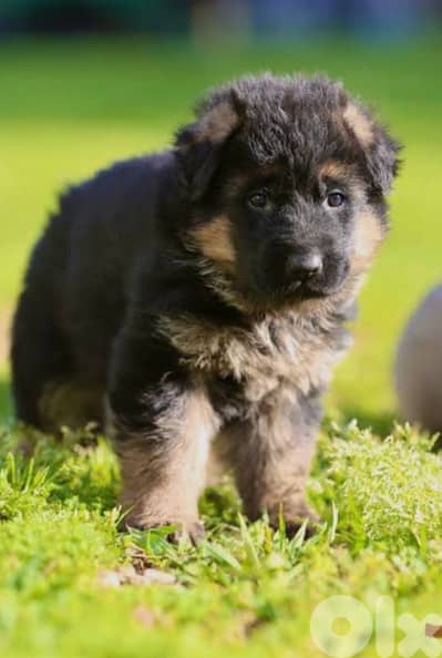 German shepherd