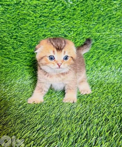 golden chinchilla kitten (scottish fold) for reservation