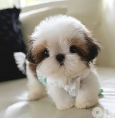 shih tzu