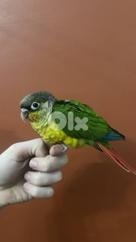 conure yellow side double factor 1