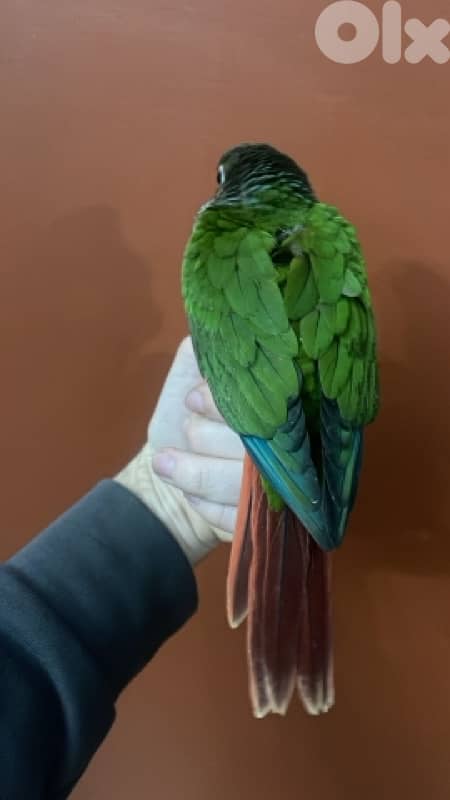 conure yellow side double factor 2