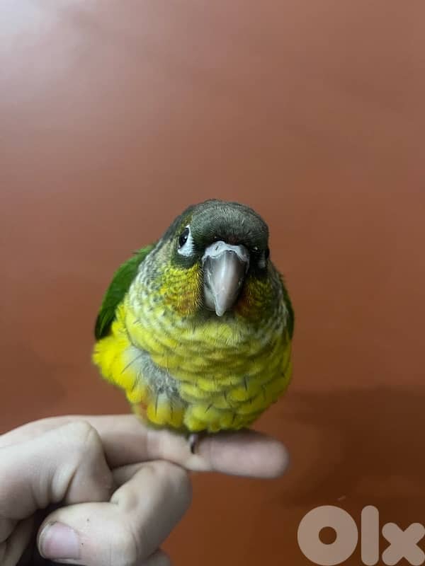 conure yellow side double factor 4