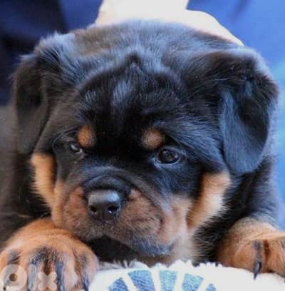 rottweiler Serbian blood timitor