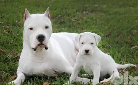 dogo argentino