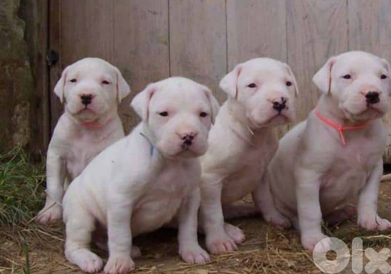 dogo argentino 1