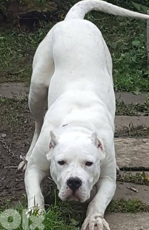 dogo argentino 2