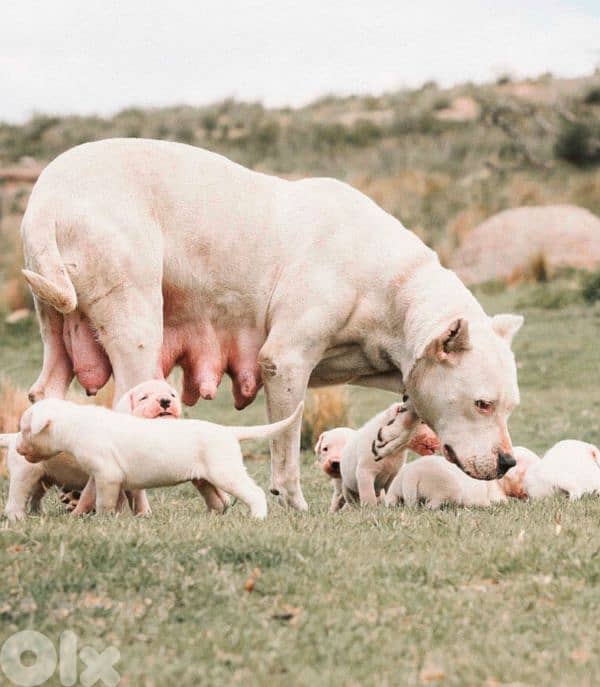 dogo argentino 4