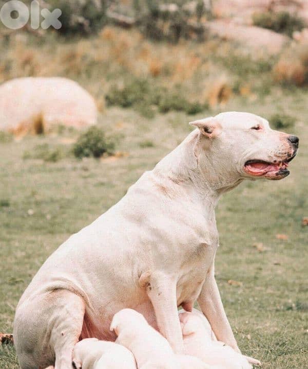 dogo argentino 5