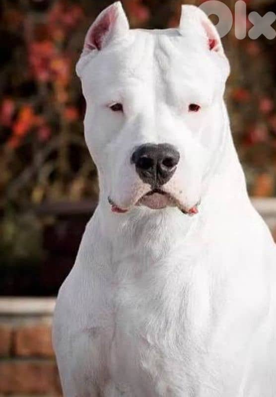 dogo argentino 6
