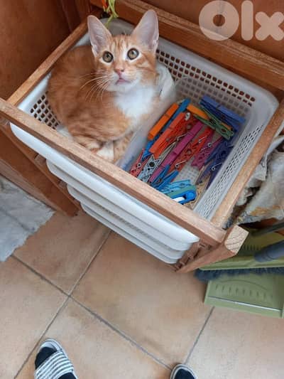 بسينات دكورة واناتي للتبني