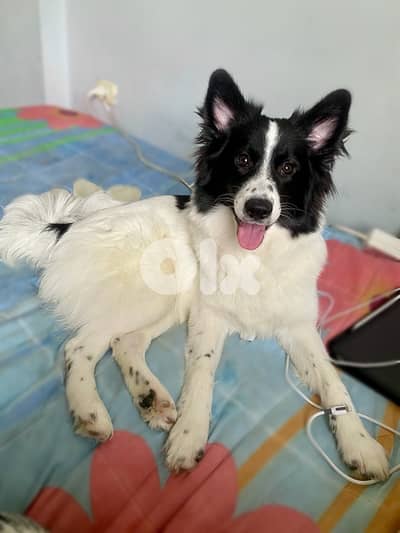 Pomeranian husky mix