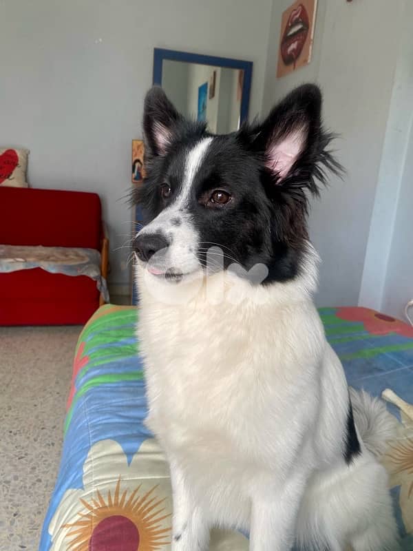 Pomeranian husky mix 1