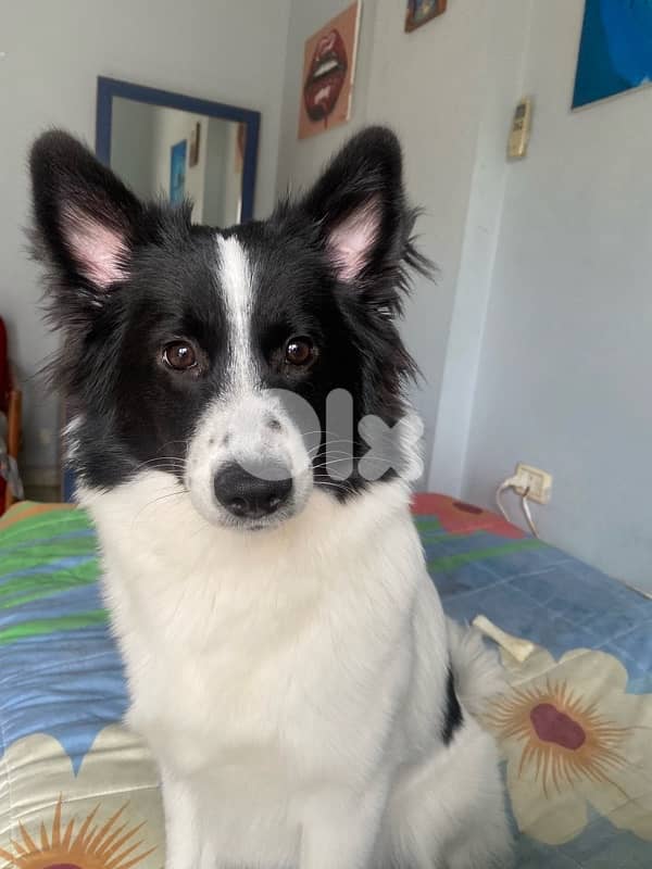 Pomeranian husky mix 2