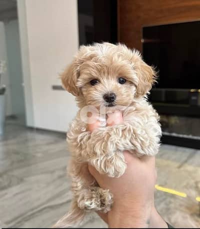 maltipoo