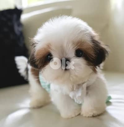 Shih tzu
