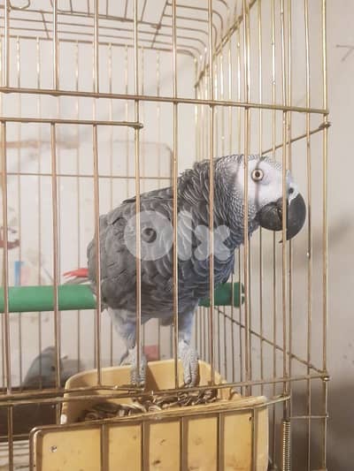 بغباء كاسكو حبه كبيره عاقل متكلم ذكر