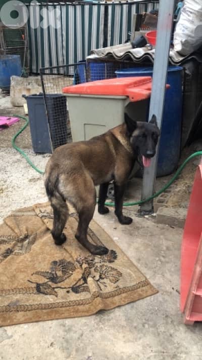 الكلب كتير حلو بالحقيقة اجمل من الصور