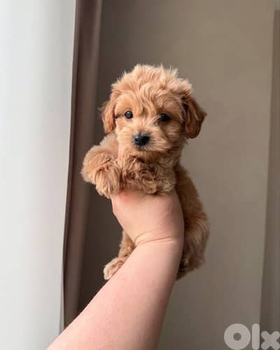 Beutifull Maltipoo Puppies /Available In Store & Delivery/High Quality