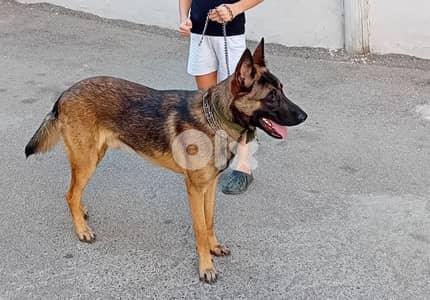 mixed malinois / German shepherd