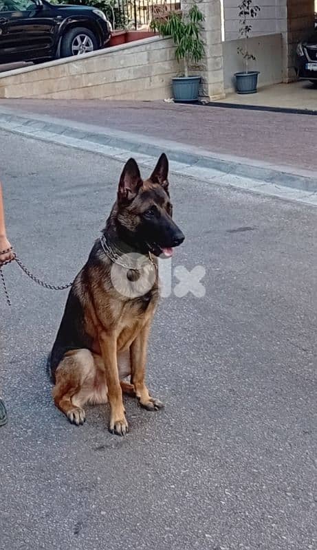 mixed malinois / German shepherd 1