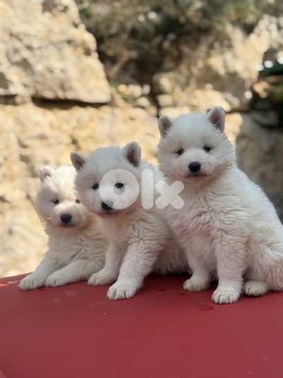 pure somoyed puppies for sale
