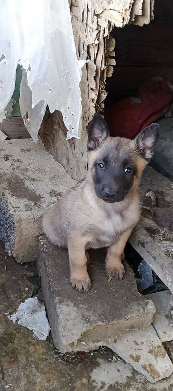 puppies Belgian Malinois