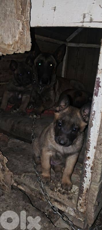 puppies Belgian Malinois 1