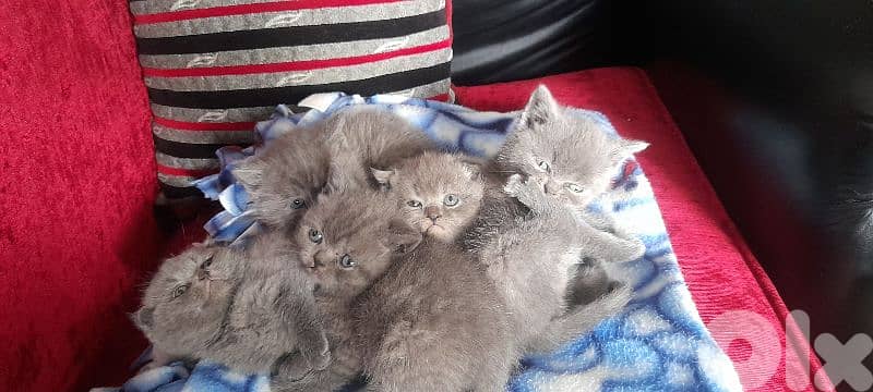 kittens for sale 1