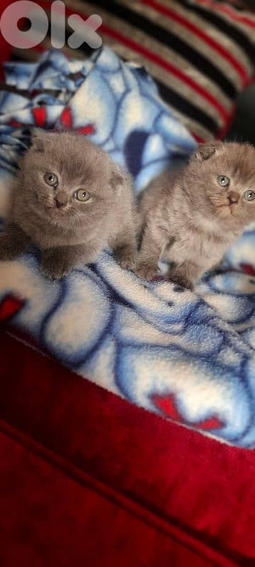 kittens for sale 2