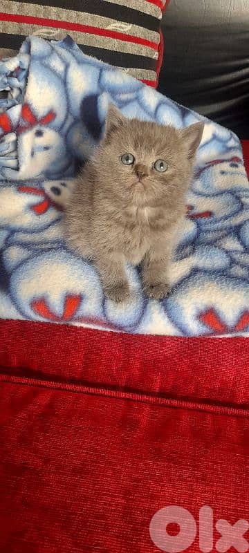 kittens for sale 4
