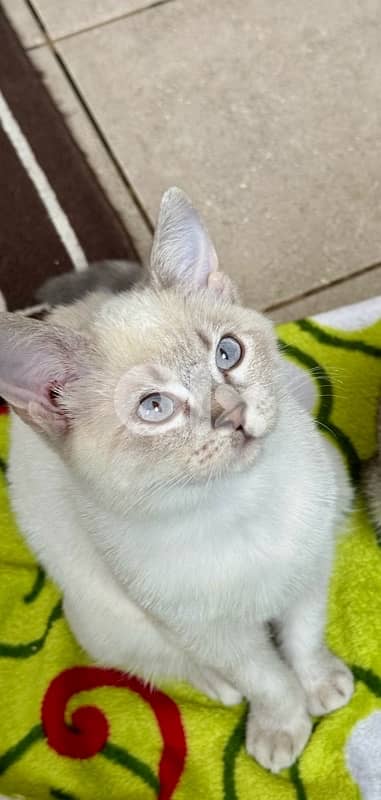 for sale blue point,Scottish and British