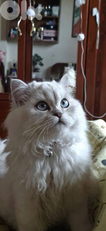 female chinchilla for mating