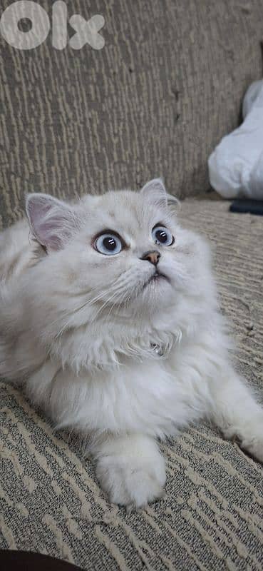 female chinchilla for mating 1