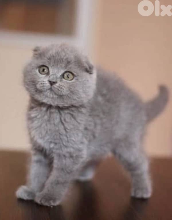 Scottish/British kittens 1