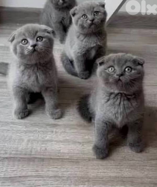 Scottish/British kittens 2