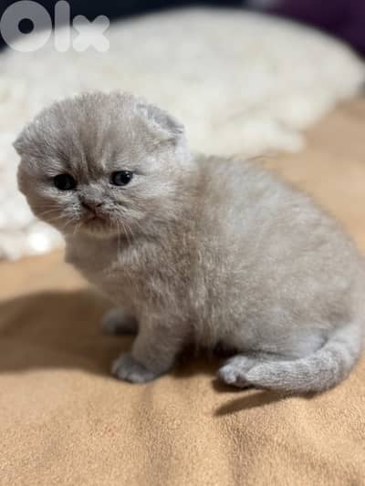 lilac scotish fold kitten Available!!