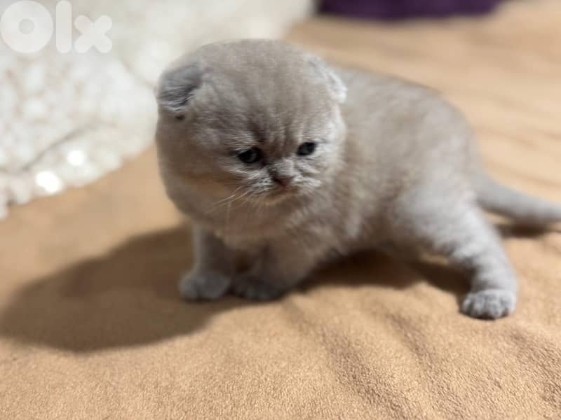 lilac scotish fold kitten Available!! 2