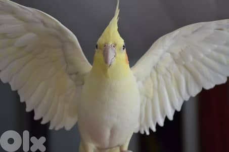 كروان لاتيني سوبررر ترويض