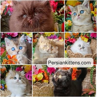 persian beautiful for contact 70485808