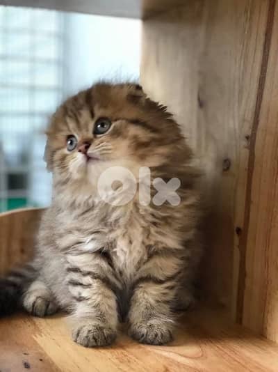 persian beautiful for contact 70485808