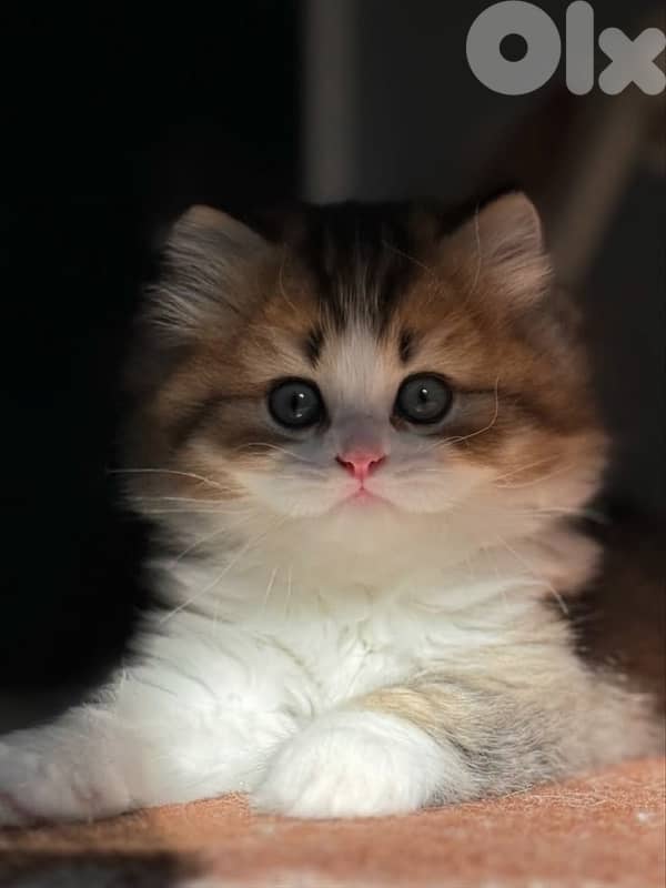 persian beautiful for contact 70485808 2