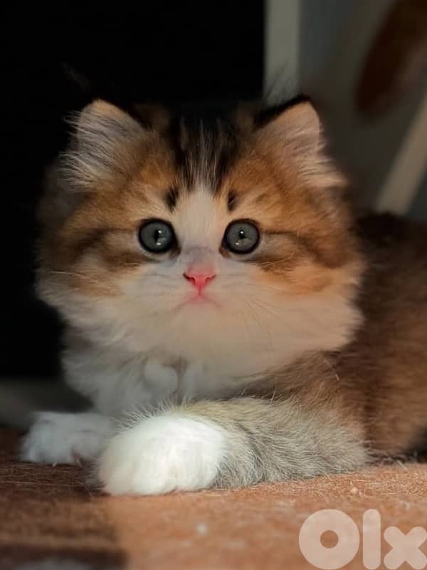 persian beautiful for contact 70485808 3