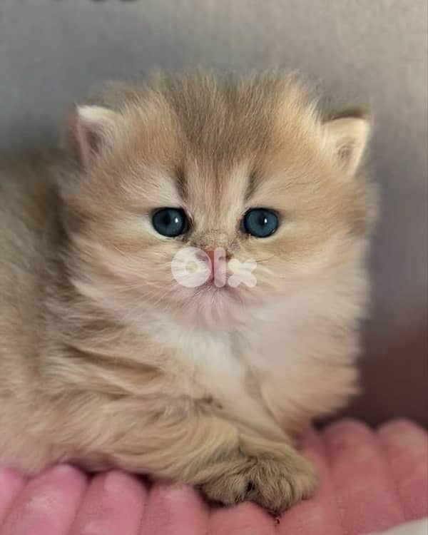 persian beautiful for contact 70485808 4