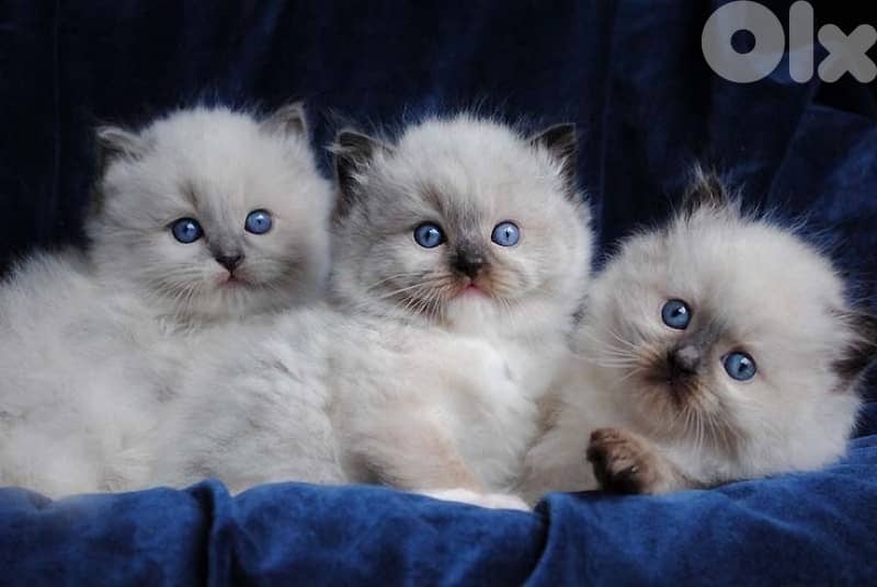 persian beautiful for contact 70485808 7