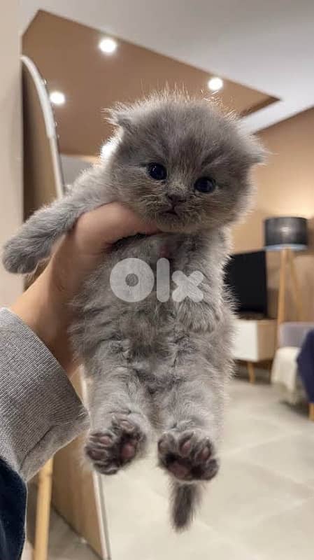 persian beautiful for contact 70485808 8