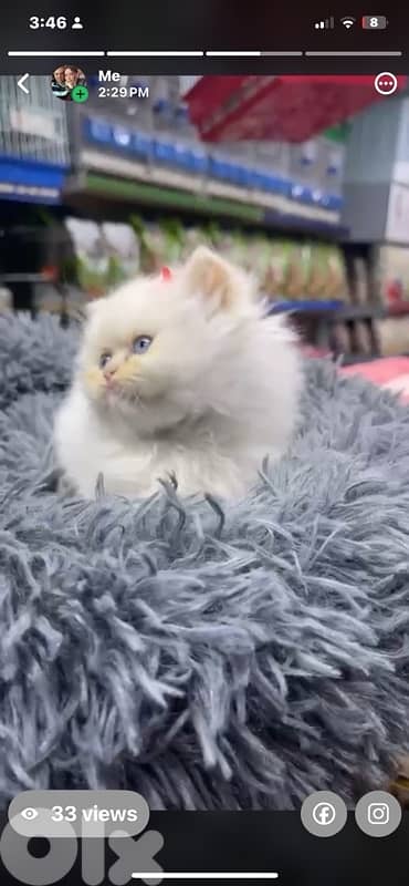 persian beautiful for contact 70485808 9